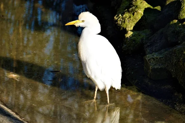 Kuhreiher auf Nahrungssuche im Wasser — Stockfoto