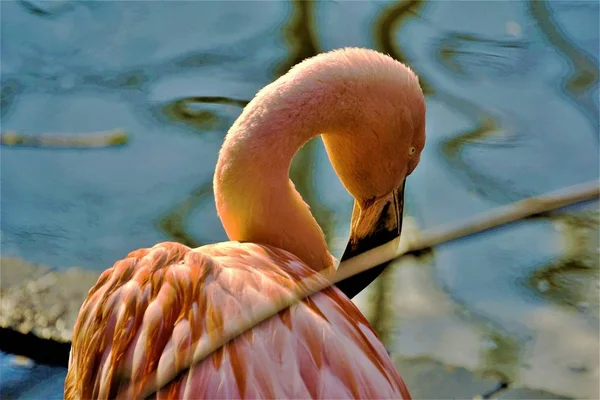 Розовый чилийский фламинго сгибает шею в зоопарке — стоковое фото