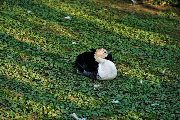 Pato de pico de perilla sentado en la hierba en el zoológico —  Fotos de Stock