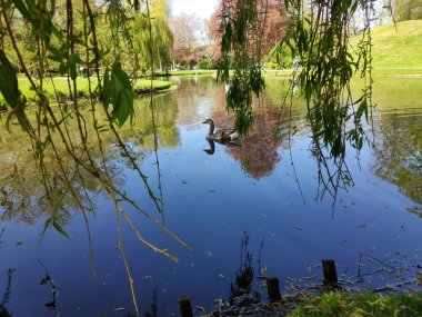 Celle kalesinin yanındaki gölde yüzen bir kaz
