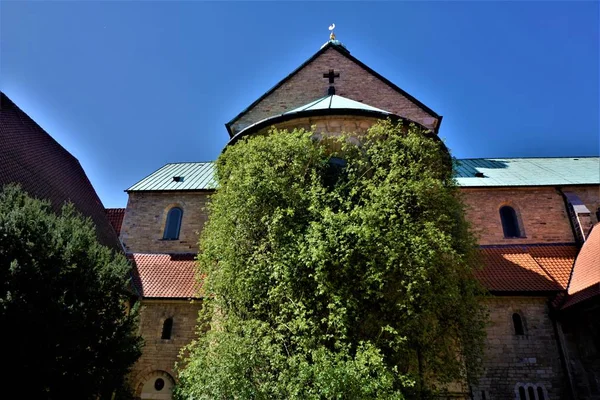 Tisíciletá růže v katedrále Nanebevzetí Panny Marie Hildesheim — Stock fotografie