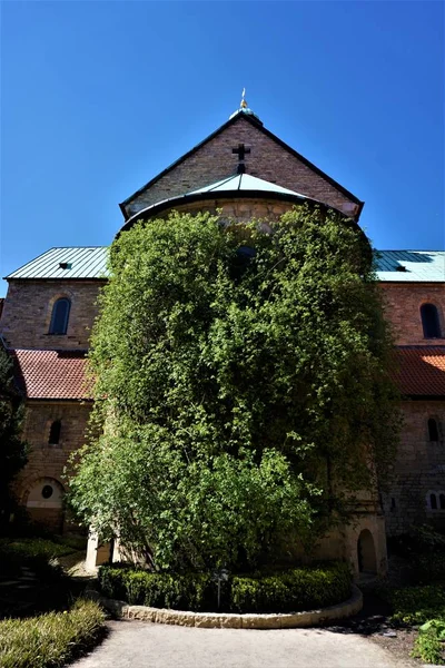 Růže z Hildesheimu na nádvoří katedrály — Stock fotografie