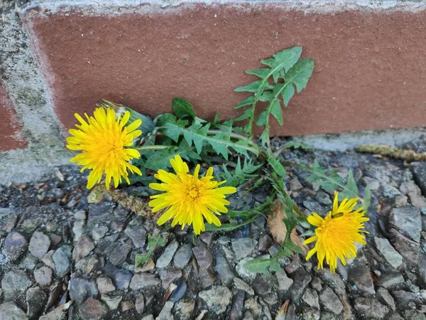 Dandelion growing out of a brick wall — Stock Photo, Image