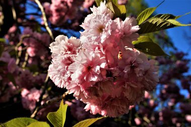 Pembe kiraz çiçekleri ve yapraklar mavi gökyüzünün önünde güneşte