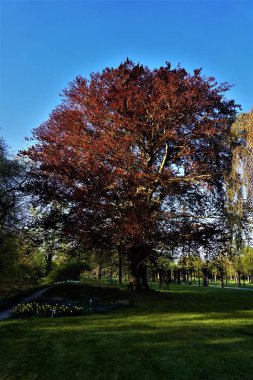 Fagus sylvatica F. purpurea ağacı parkta görüldü.