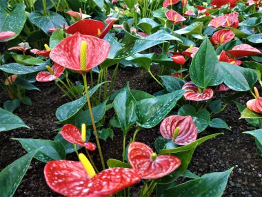 Güzel kırmızı Anthurium flamingo çiçekleri ile sarı spadix
