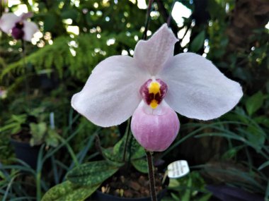 Paphiopedilum delenatii terliğin üzerinde pembenin tonuyla çiçek açıyor.