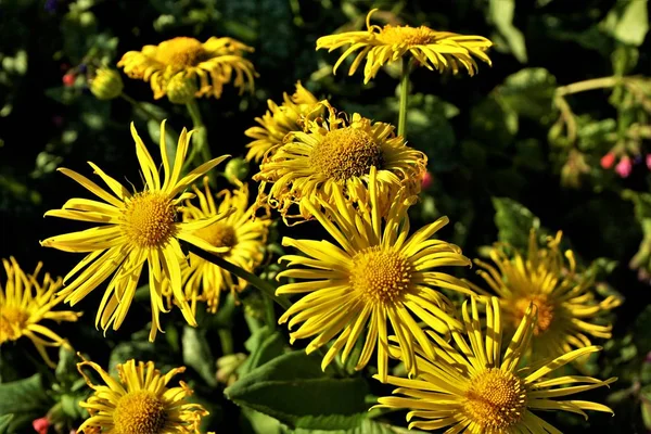 Egy rakás Doronicum orientale virág a napon. — Stock Fotó