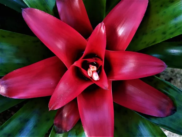 Küçük çiçekli bir bromeliad bitkisinin kırmızı kalbi. — Stok fotoğraf