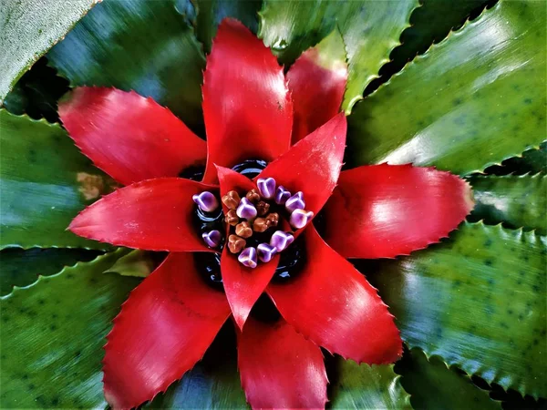 Mor çiçekli bir Bromeliaceaeplant 'ın kırmızı kalbi. — Stok fotoğraf