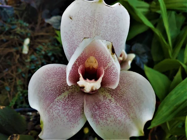 Angulocaste Olympus Fleur de Magnolia repérée en serre — Photo