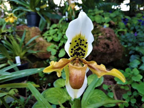 Görülen Paphiopedilum insigne hybride orkidesi çiçeği