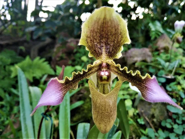 Paphiopedilum hirsutissimum çiçeği botanik bahçesinde görüldü.