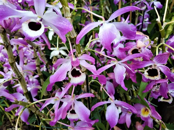 Grandi fiori di Dendrobium nobile var backhousianum — Foto Stock