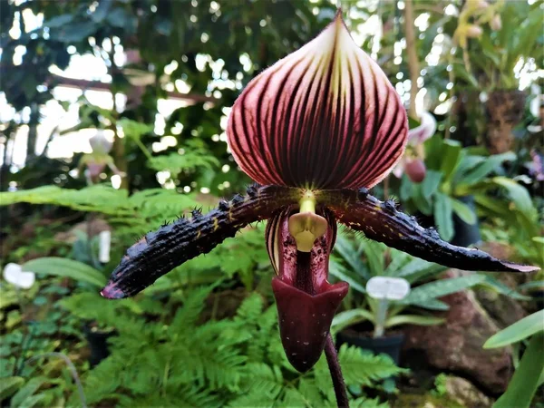 Paphiopedilum vinicolor orkidesinin neredeyse siyah çiçeği. — Stok fotoğraf
