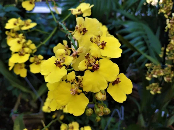 Oncidium herrenhusanum spotted in the greenhouse of the Berggarten in Hanover — Stock Photo, Image