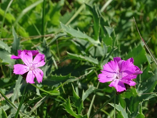 Flor de cheddar rosa Dianthus gratianopolitanus manchado no prado — Fotografia de Stock