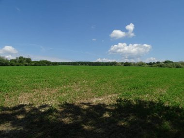 Nussloch yakınlarında ağaçlar ve bulutlarla kaplı bir tarla.