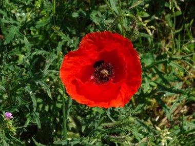 Güzel gelincik çiçeği bir çayırda görüldü.