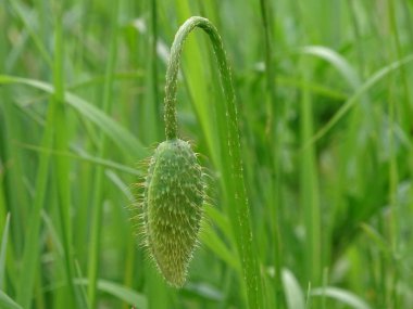 Yeşil ve kıllı gelincik tomurcuğu çayırda görüldü.