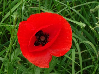 Kırmızı gelincik çiçeği çimenlerde belirdi.