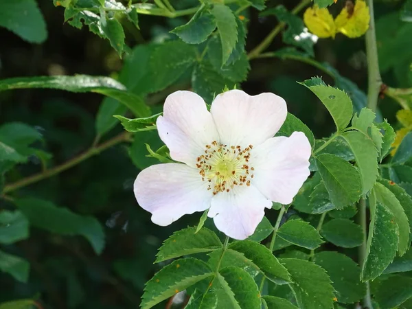 Többnyire fehér Rosa canina virágzás Németországban tavasszal — Stock Fotó