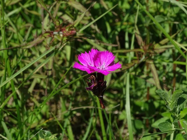 Bloassom of Carthusian Pink Dianthus carthusianorum spotted on meadow in Germany — Stock Photo, Image