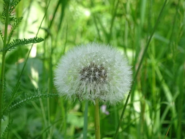 Flauschiger weißer Löwenzahn-Pusteblume Taraxacum auf Wiese gesichtet — Stockfoto