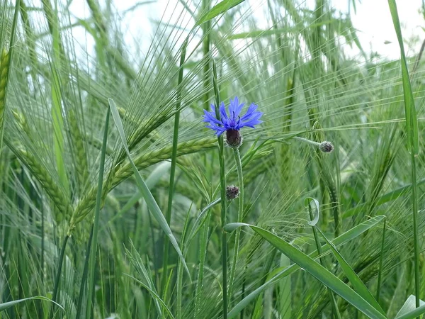 Flor de milho manchado em um campo de cevada — Fotografia de Stock