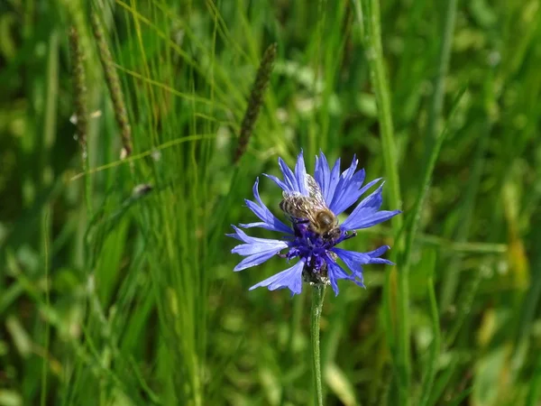 Abelha manchada sentada na flor de milho azul — Fotografia de Stock