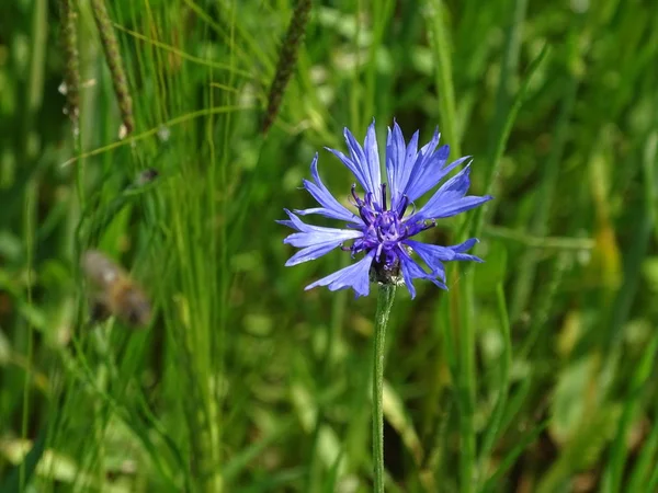 Flor de milho único manchado em um prado — Fotografia de Stock