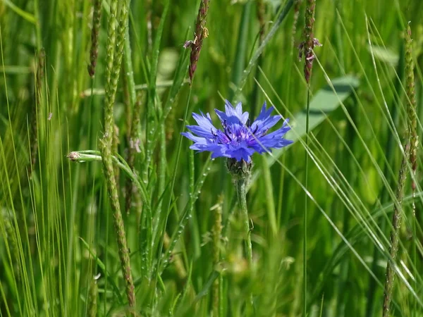 Flor de Cyanus segetum manchada no prado de flores selvagens — Fotografia de Stock