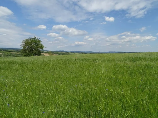 Stock image Wild flower meadow in the beautiful Kraichgau region near Heidelberg