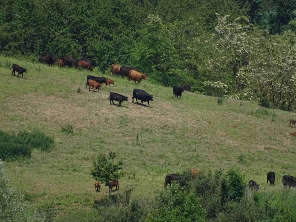 Manada de gado avistada num prado na região de Kraichgau, perto de Heidelberg — Fotografia de Stock