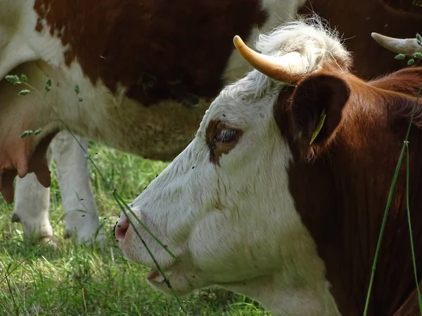 Retrato de vaca branca e marrom deitada na grama — Fotografia de Stock