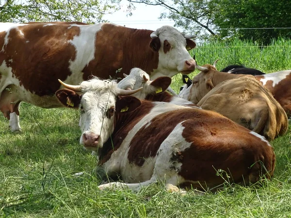 Familia de vacas descansando sobre la hierba posando para la cámara —  Fotos de Stock