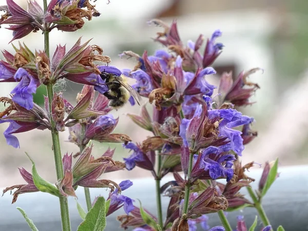 Mel abelha polinização Salvia officinalis flor na primavera — Fotografia de Stock