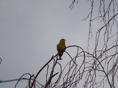 Avrupa ispinozu bir dalda otururken konser veriyor