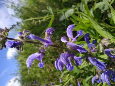Yabani çiçek çayırında görülen çayır adaçayı yakın plan.