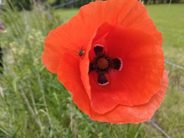 Açık kırmızı gelincik çiçeği çayır üzerinde görüldü.
