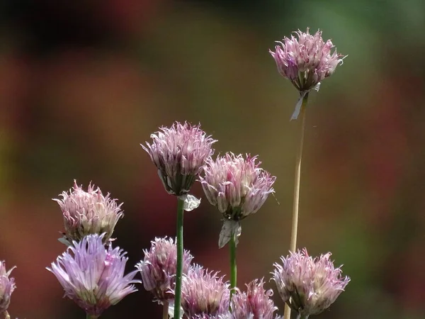 Allium schoenoprasum - close-up de flores de cebolinha no jardim — Fotografia de Stock