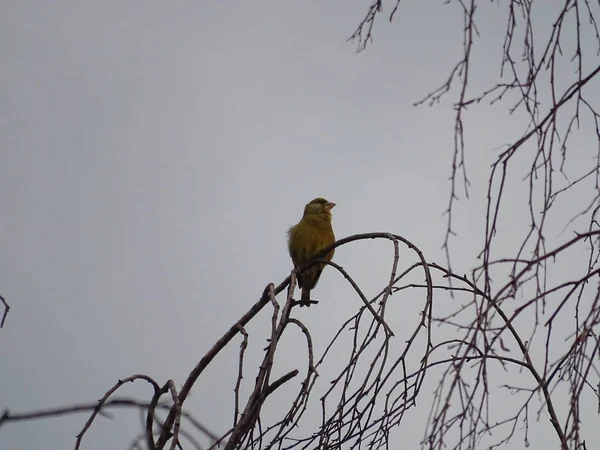 European greenfinch giving concert while sitting on a branch — Stock fotografie