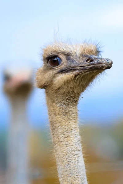 Grappige Grimas Van Struisvogel Menselijke Expressie — Stockfoto