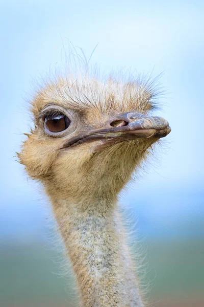 Grappige Grimas Van Struisvogel Menselijke Expressie — Stockfoto