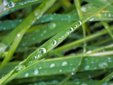 Çim, güzellik doğada su damlaları.