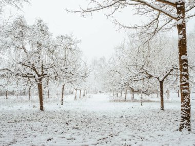 Park, karlı orman kenarı. Pamuk Prenses battaniye ve beyaz gökyüzü.