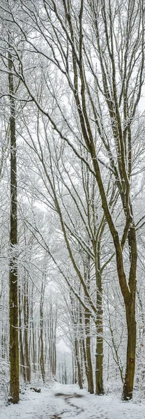 stock image Park, edge of snowy forest. Snow white blanket and white sky.