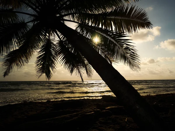 Paisaje Playa Entre Palmeras — Foto de Stock