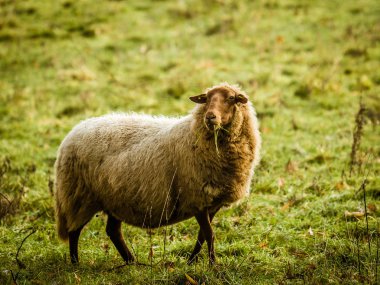 Yerli koyun yünlü, kahverengi