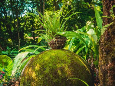 Bir orman tipi Bahçe unsuru
